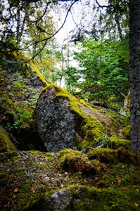 Reiki Energy Guide