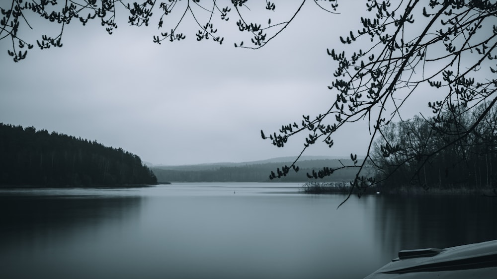 ein Gewässer, umgeben von Bäumen und einem Wald