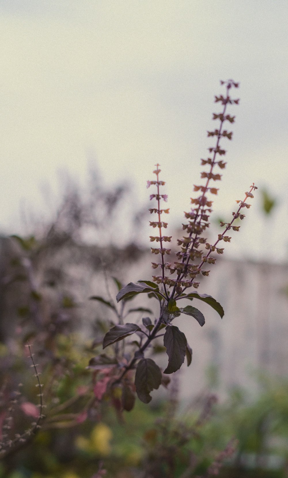 a close up of a plant with a building in the background