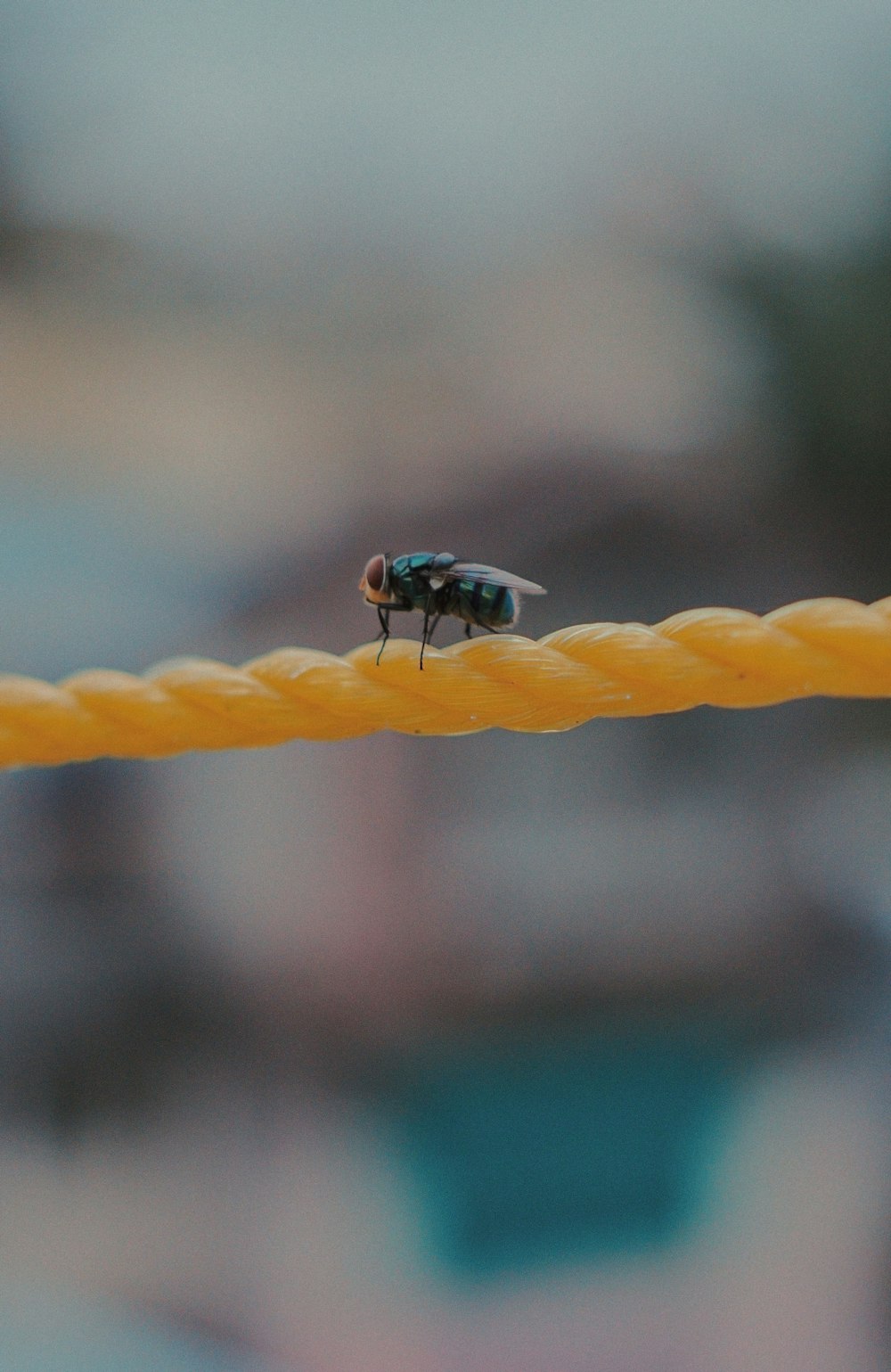 a fly sitting on top of a yellow rope