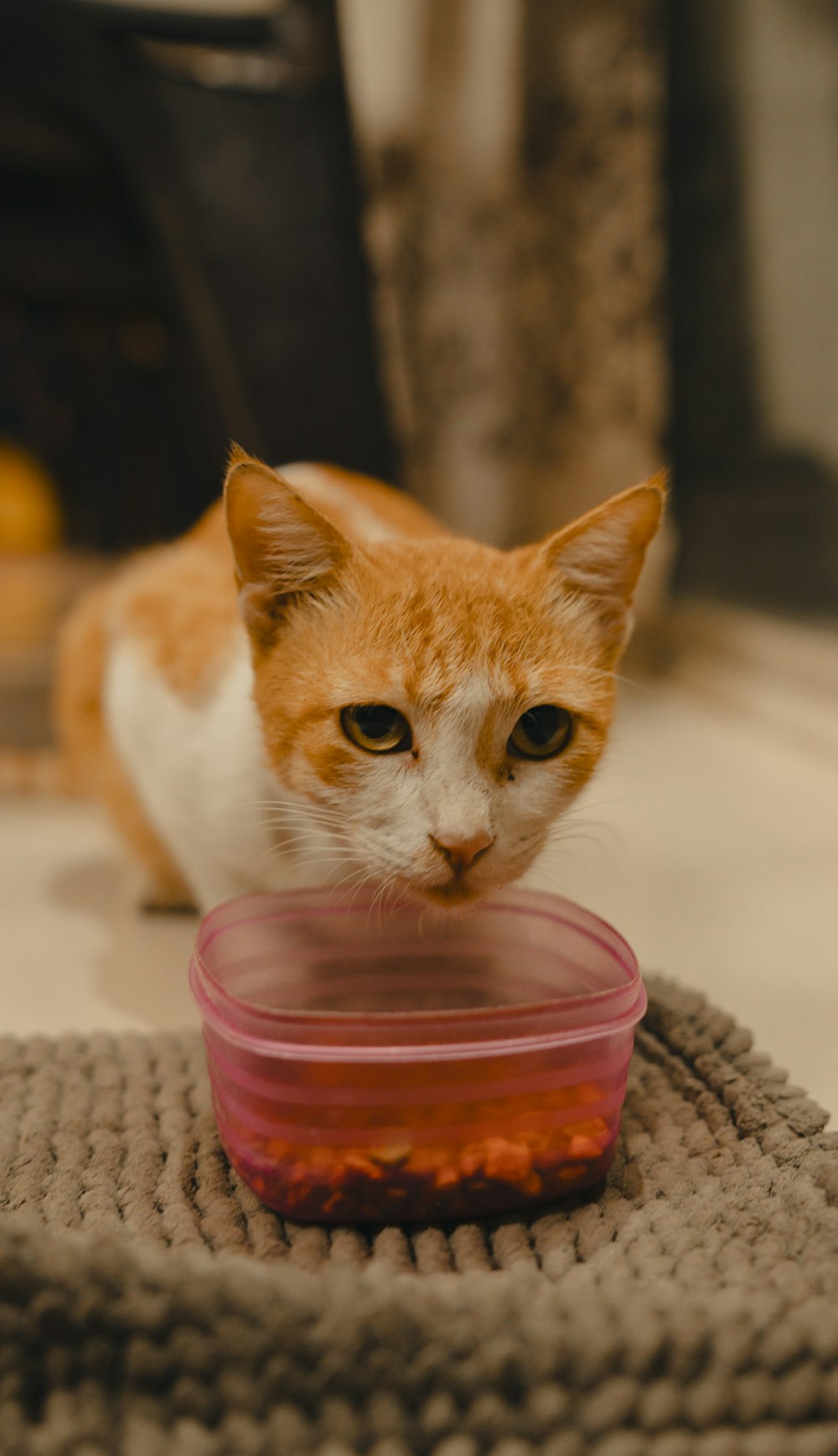 an orange and white cat sitting next to a bowl of food