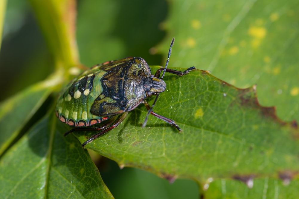 a close up of a bug on a leaf