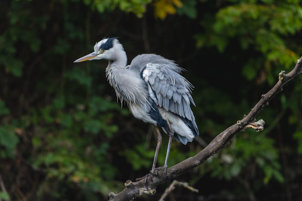 a bird is perched on a tree branch