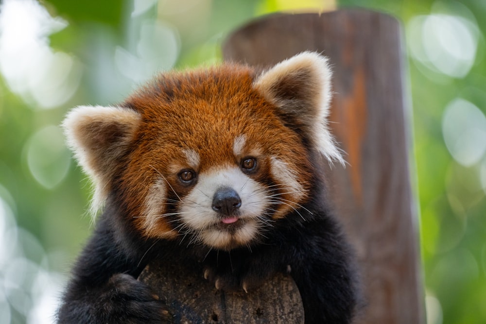 A red panda bear sitting on top of a tree stump photo – Free Lesser panda  Image on Unsplash