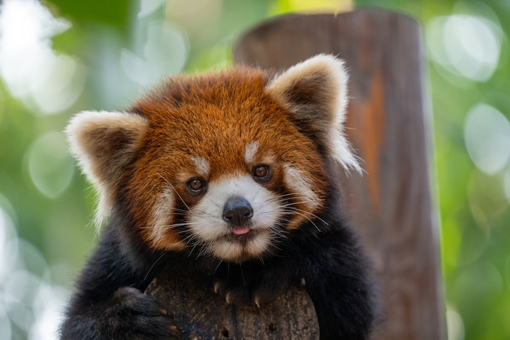 a red panda bear sitting on top of a tree stump