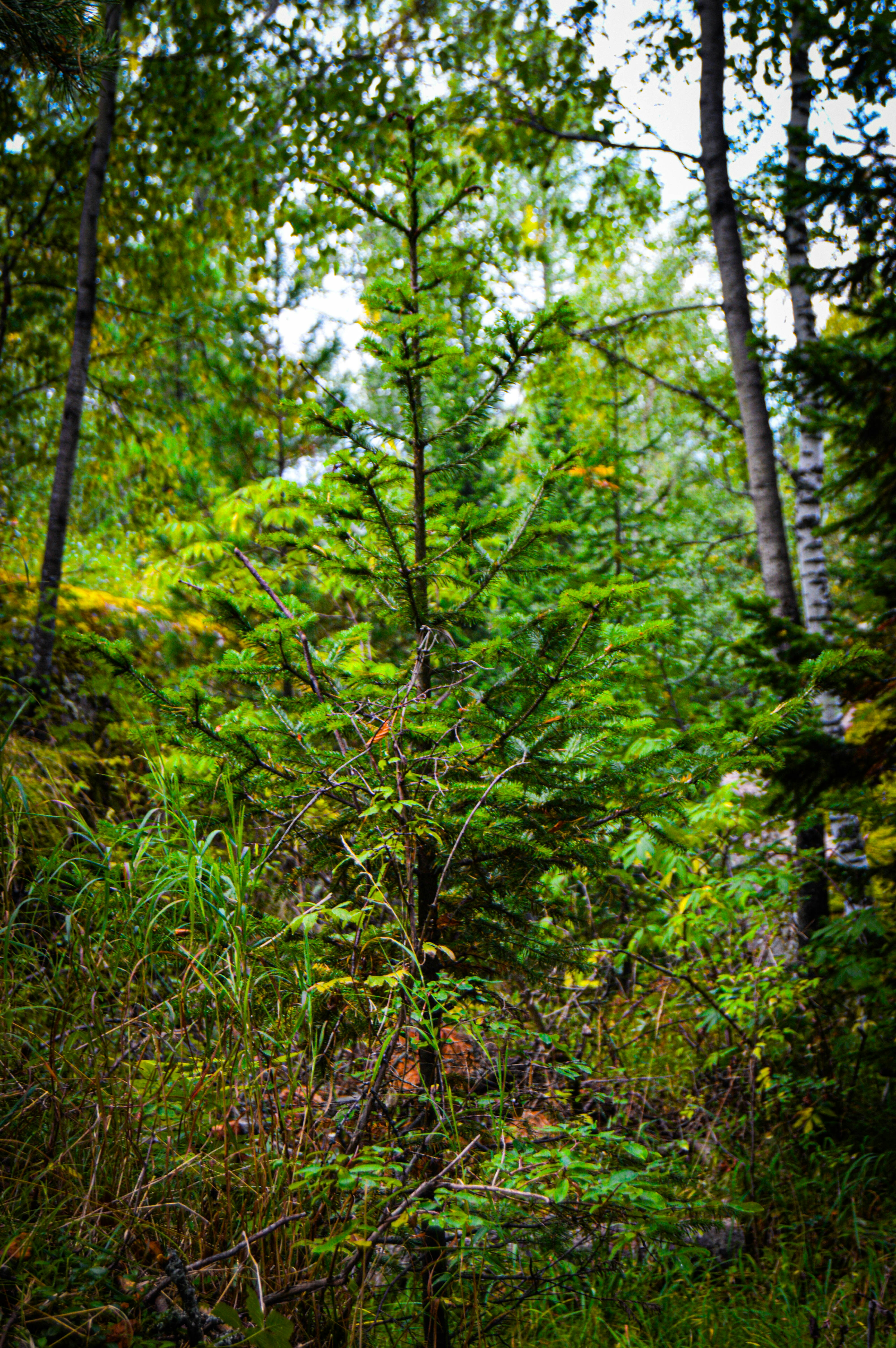 Plant 10 tree every Birthday