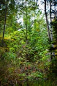 A lush green forest with a variety of trees and plants. The center of focus is a young evergreen tree with vibrant green needles. Surrounding it are taller trees and dense undergrowth. The scene captures the essence of a thriving woodland environment.
