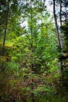 A lush green forest with a variety of trees and plants. The center of focus is a young evergreen tree with vibrant green needles. Surrounding it are taller trees and dense undergrowth. The scene captures the essence of a thriving woodland environment.