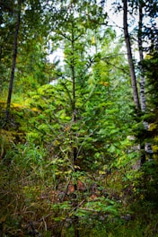 A lush green forest with a variety of trees and plants. The center of focus is a young evergreen tree with vibrant green needles. Surrounding it are taller trees and dense undergrowth. The scene captures the essence of a thriving woodland environment.