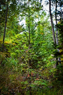 A lush green forest with a variety of trees and plants. The center of focus is a young evergreen tree with vibrant green needles. Surrounding it are taller trees and dense undergrowth. The scene captures the essence of a thriving woodland environment.