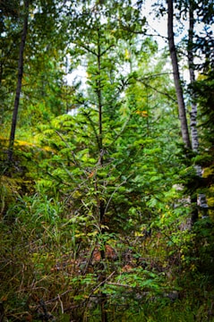 A lush green forest with a variety of trees and plants. The center of focus is a young evergreen tree with vibrant green needles. Surrounding it are taller trees and dense undergrowth. The scene captures the essence of a thriving woodland environment.
