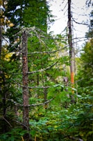 A densely wooded area with a mix of tree species. The focus is on a single tree with sparse branches covered in lichen, surrounded by lush green foliage. Tall trees in the background give the impression of a healthy, thriving forest environment.