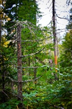 A densely wooded area with a mix of tree species. The focus is on a single tree with sparse branches covered in lichen, surrounded by lush green foliage. Tall trees in the background give the impression of a healthy, thriving forest environment.