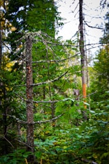 A densely wooded area with a mix of tree species. The focus is on a single tree with sparse branches covered in lichen, surrounded by lush green foliage. Tall trees in the background give the impression of a healthy, thriving forest environment.
