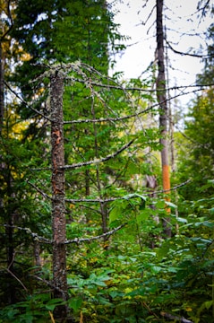 A densely wooded area with a mix of tree species. The focus is on a single tree with sparse branches covered in lichen, surrounded by lush green foliage. Tall trees in the background give the impression of a healthy, thriving forest environment.