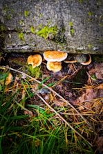 Fungi are growing on a damp, moss-covered concrete surface, surrounded by dry leaves, grass, and twigs. The environment appears to be moist and shaded.