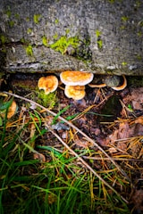 Fungi samples growing inside a space station laboratory module.