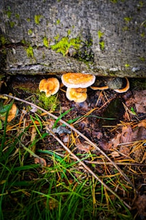 Fungi are growing on a damp, moss-covered concrete surface, surrounded by dry leaves, grass, and twigs. The environment appears to be moist and shaded.