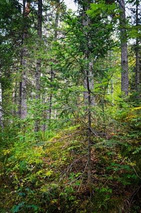 A mixed hardwood forest with diverse tree species and rich undergrowth.