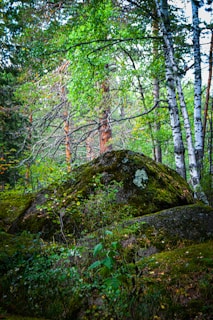 A lush forest scene with tall, slender birch trees and a large moss-covered boulder in the foreground. The landscape is filled with dense green foliage and undergrowth, highlighting the natural beauty of the wild environment.