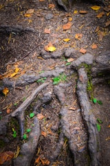 Close-up of healthy tree roots intertwined with rich forest soil.
