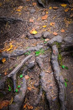 Close-up of intertwined roots beneath rich forest soil, symbolizing deep natural connections.