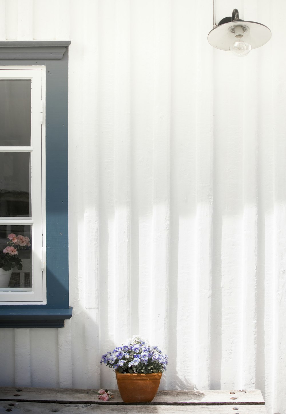 a potted plant sitting next to a window