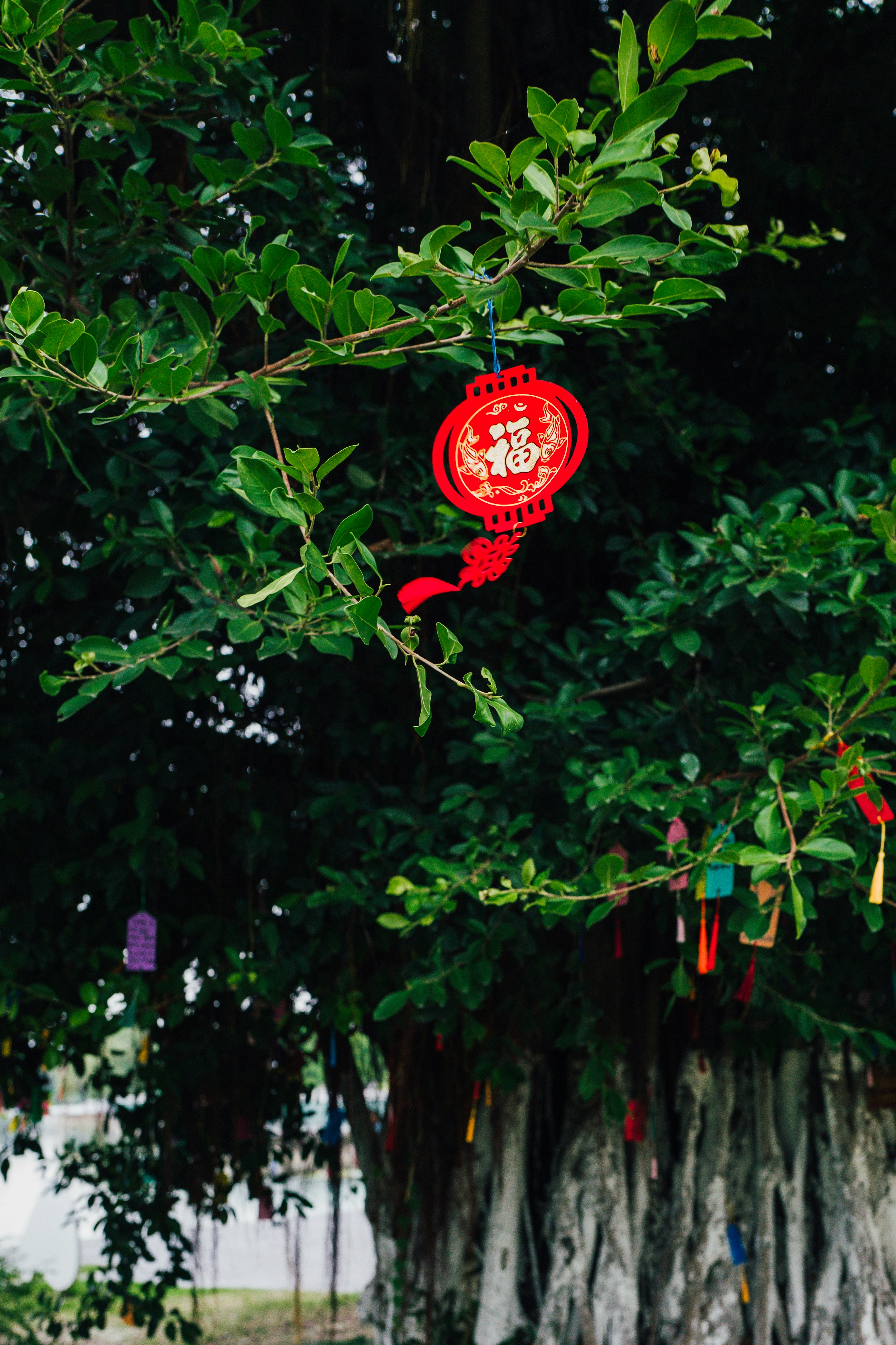 a red paper lantern hanging from a tree