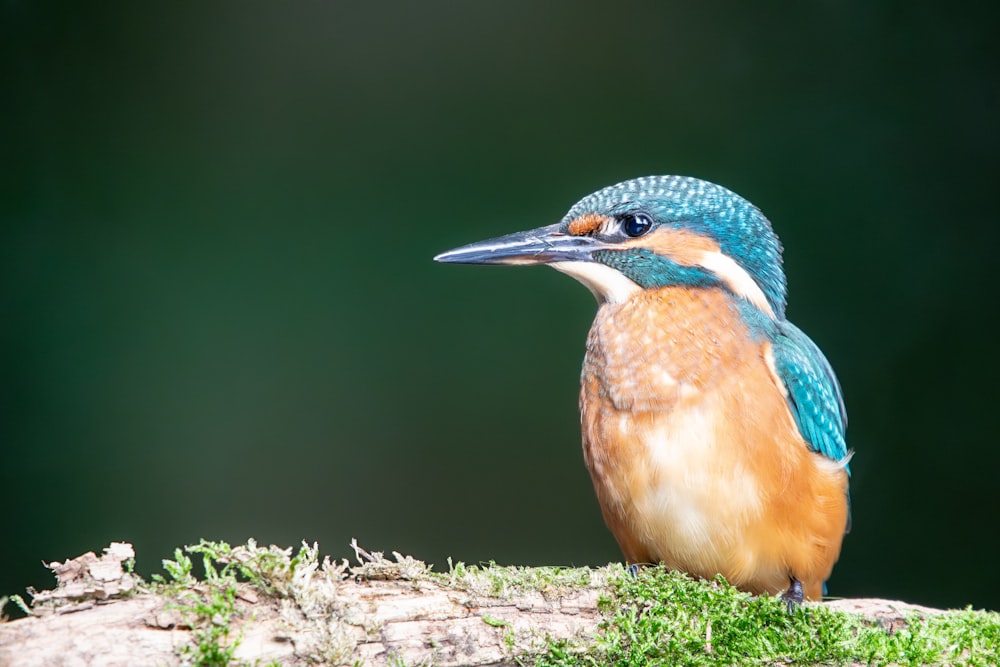 a colorful bird sitting on top of a tree branch