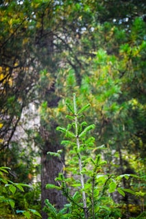 A small evergreen tree stands prominently in the foreground, surrounded by a dense forest with larger trees in the background. The scene is lush with vibrant green foliage and a variety of plant life, indicating a healthy and thriving natural environment.