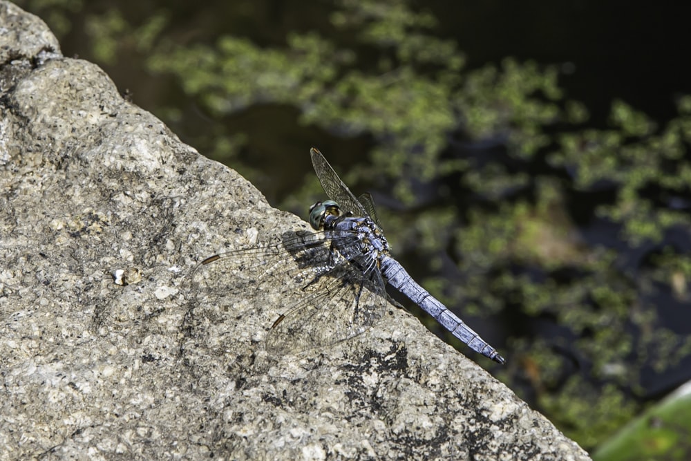 a blue dragonfly resting on a rock