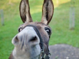The donkey looking curiously at the camera with bright eyes.