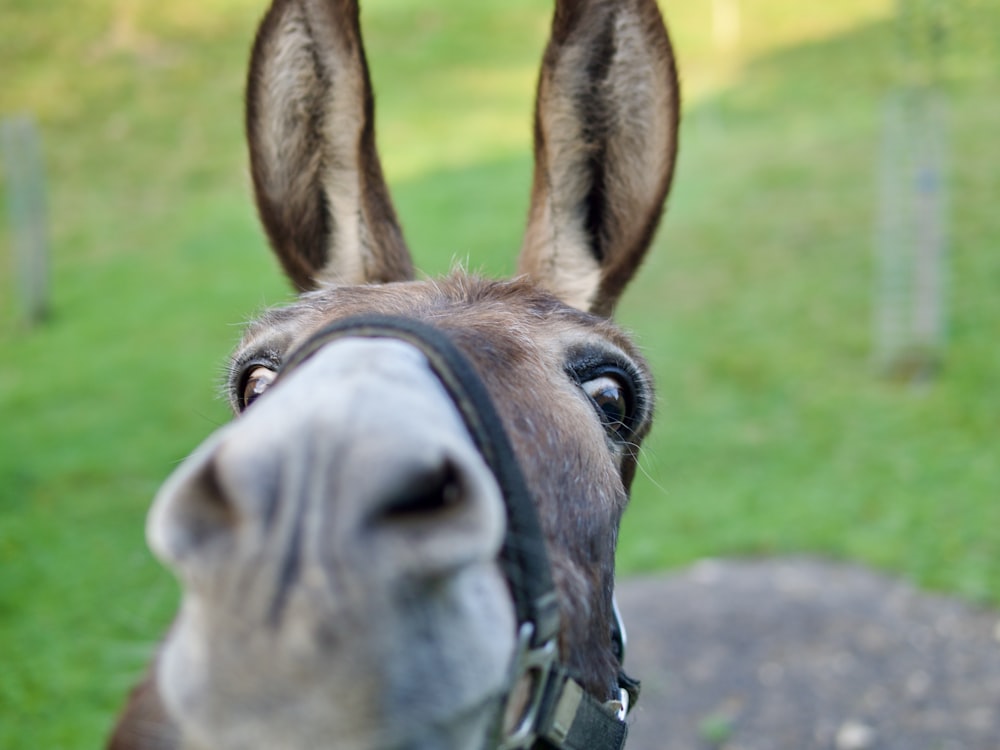 a close up of a donkey's face with grass in the background