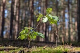 A young sapling with vibrant green leaves stands on a forest floor covered in moss and twigs. Sunlight filters through the tall trees in the background, creating a serene and natural setting.