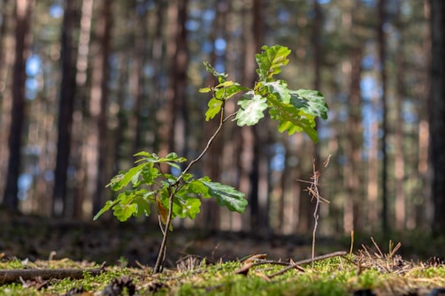 A young sapling with vibrant green leaves stands on a forest floor covered in moss and twigs. Sunlight filters through the tall trees in the background, creating a serene and natural setting.