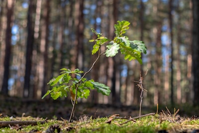 A young sapling with vibrant green leaves stands on a forest floor covered in moss and twigs. Sunlight filters through the tall trees in the background, creating a serene and natural setting.