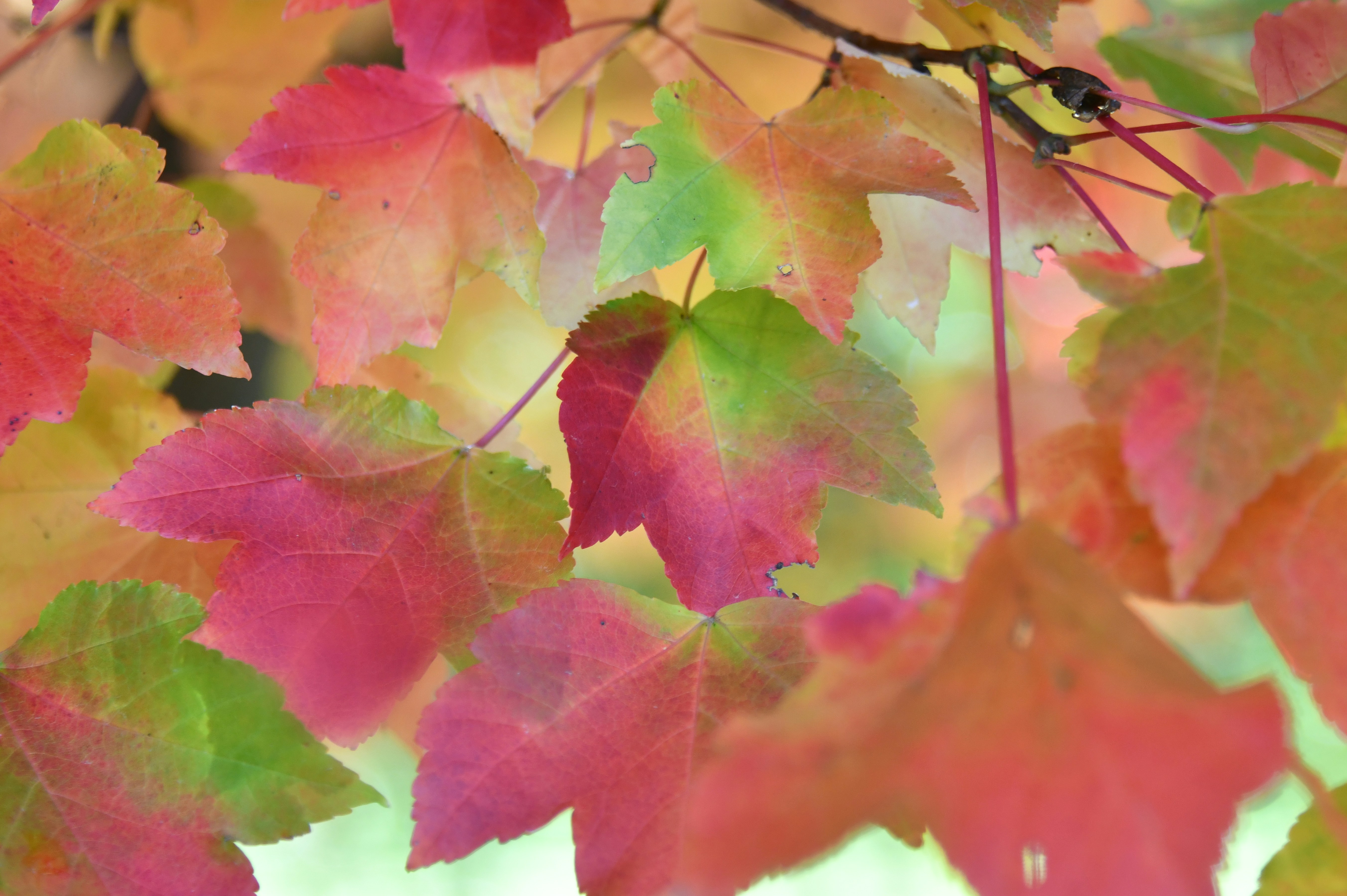 What does it mean to interpret quantum physics?