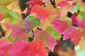 Children painting leaf prints outdoors surrounded by autumn foliage.