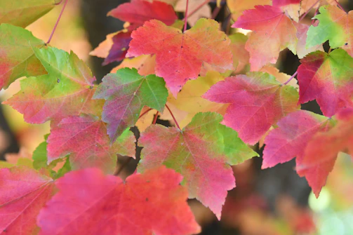 Children painting leaf prints outdoors surrounded by autumn foliage.