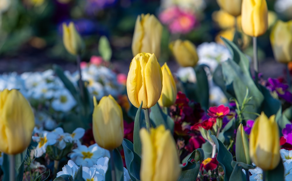 a field of yellow tulips and other flowers