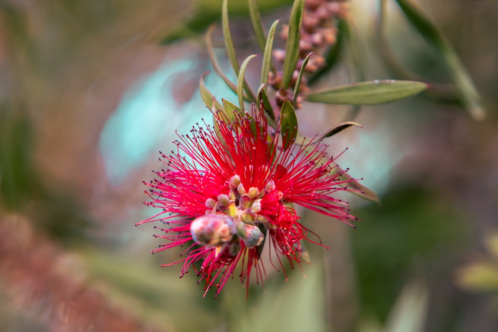 a close up of a red flower on a tree