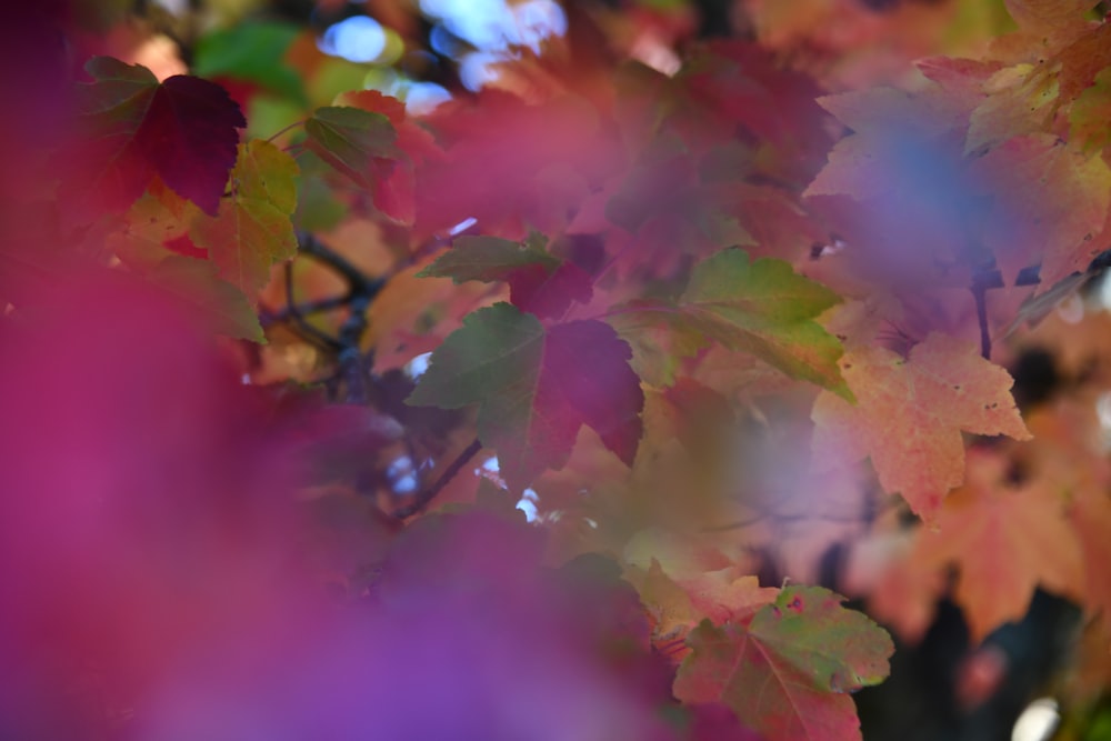 a close up of a tree with leaves