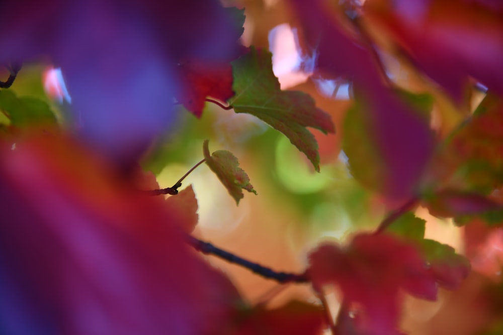 a blurry photo of a branch with leaves