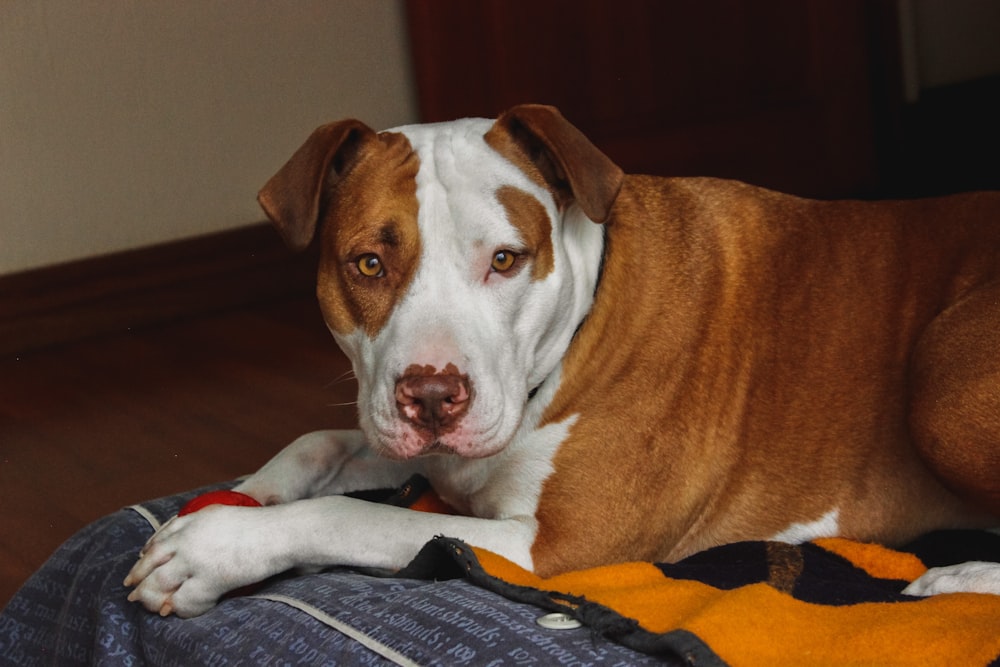 a brown and white dog laying on top of a bed