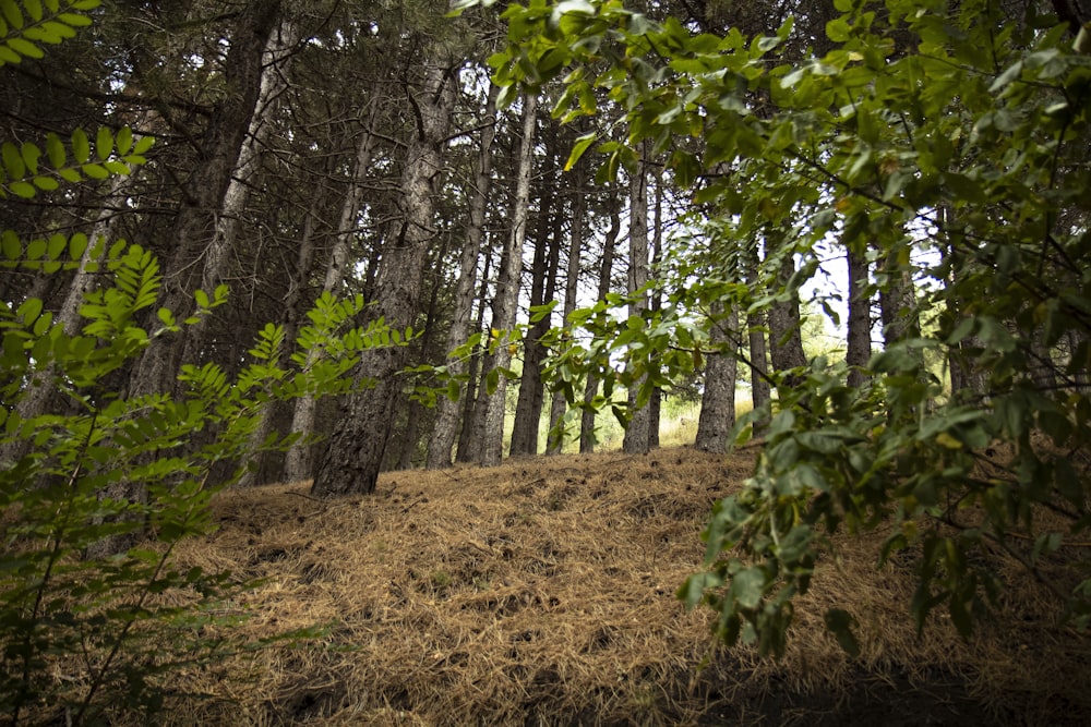 a forest filled with lots of tall trees