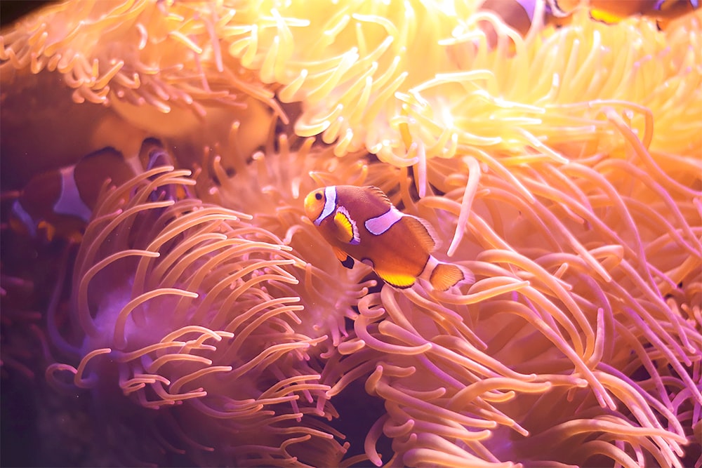 a clown fish swimming in an anemone
