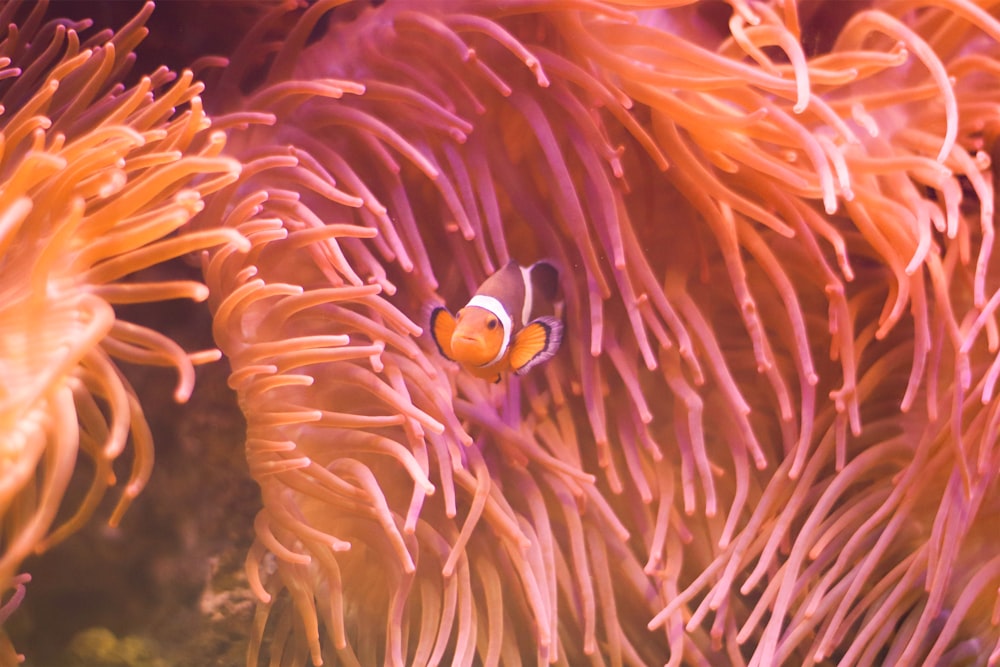 a clown fish in an anemone anemone anemone anemon