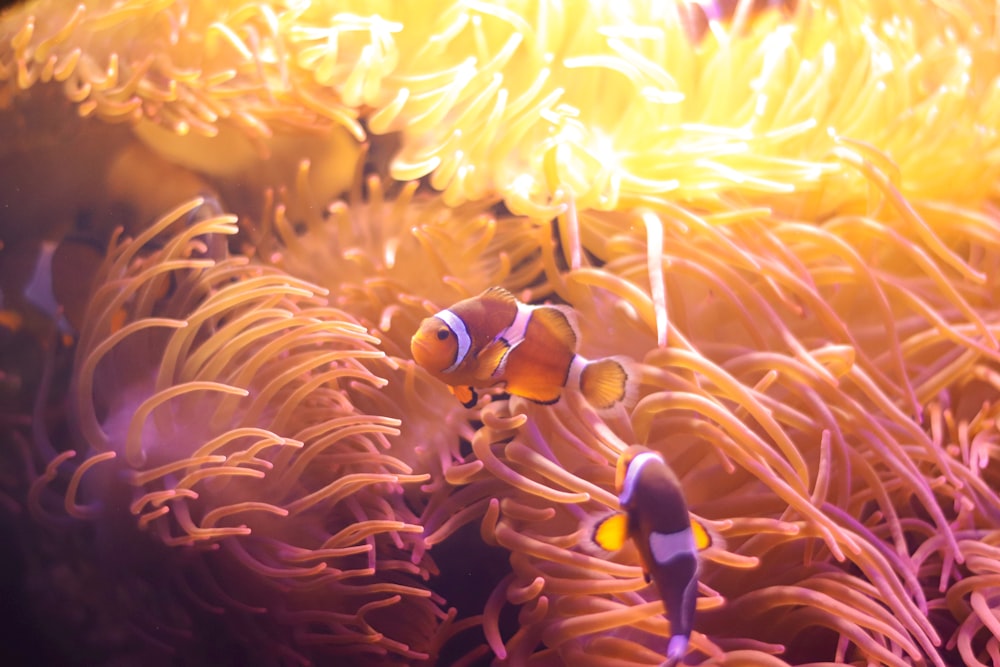 two clown fish swimming in an anemone sea anemone