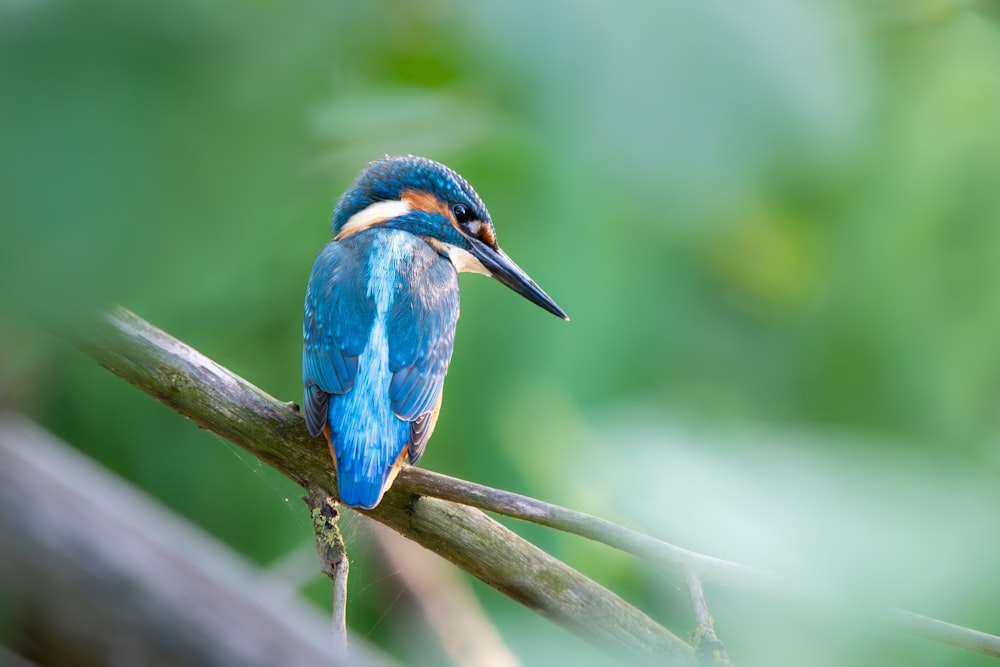 a small blue bird sitting on a branch