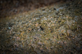 A close-up view of a textured surface with a focus on a single black ant navigating the rough terrain. The background is mostly blurred, accentuating the intricate details of the ant and the rocky surface.